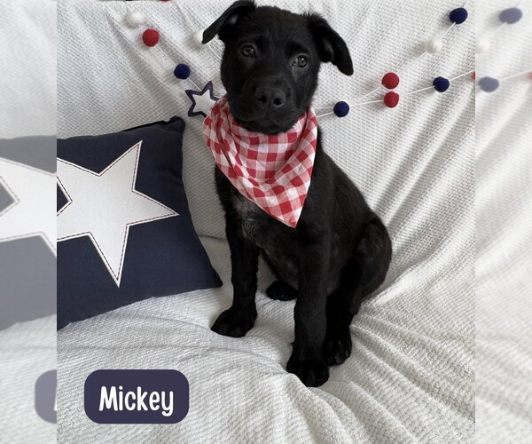 Medium Photo #9 Labrador Retriever-Unknown Mix Puppy For Sale in Lakewood, CO, USA