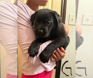 Medium Cane Corso-German Shepherd Dog Mix