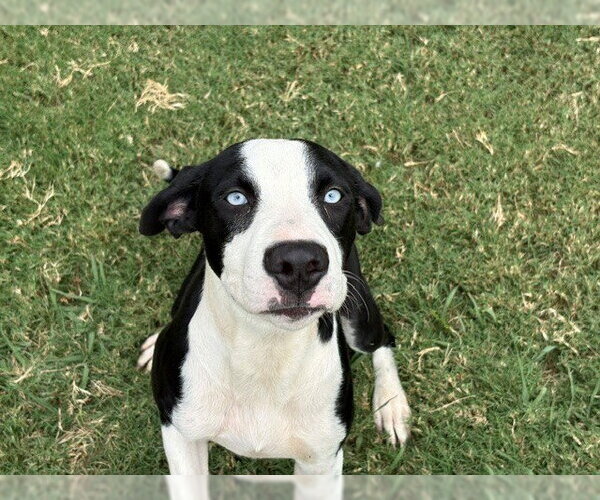 Medium Photo #1 Mutt Puppy For Sale in Tulsa, OK, USA