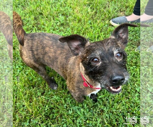 Medium Photo #3 Mutt Puppy For Sale in Washington, DC, USA
