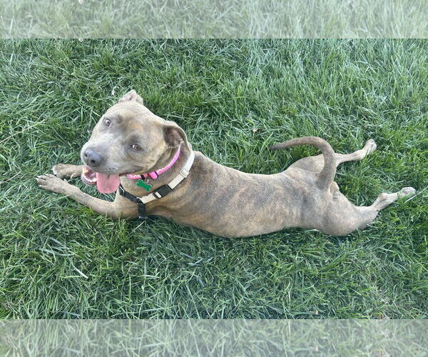 Medium Photo #7 American Pit Bull Terrier-Unknown Mix Puppy For Sale in San Jose, CA, USA