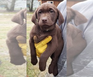 Labrador Retriever Puppy for sale in OLYMPIA, WA, USA