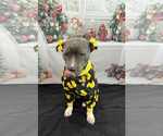 Small Photo #6 Staffordshire Bull Terrier-Unknown Mix Puppy For Sale in Germantown, OH, USA