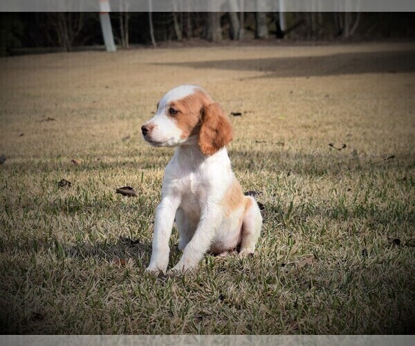 Medium Photo #1 Brittany Puppy For Sale in FITZGERALD, GA, USA