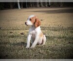 Small Photo #1 Brittany Puppy For Sale in FITZGERALD, GA, USA