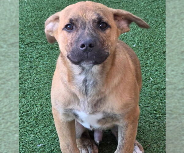 Medium Photo #4 American Staffordshire Terrier-Unknown Mix Puppy For Sale in Chino Hills, CA, USA