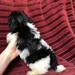 Small Photo #14 Havanese Puppy For Sale in HOUSTON, TX, USA