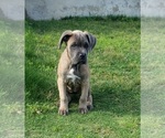 Small Photo #3 Cane Corso Puppy For Sale in HUTTO, TX, USA