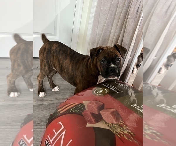 Medium Photo #2 Boxer Puppy For Sale in MARTINSVILLE, IN, USA