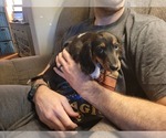 Small #3 Dachshund