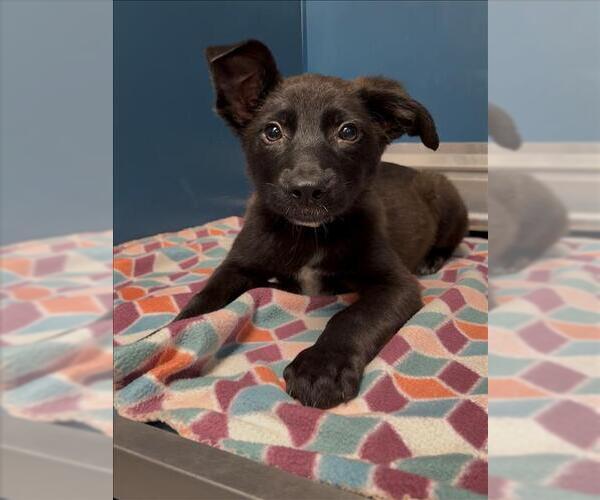 Medium Photo #1 Labrador Retriever-Unknown Mix Puppy For Sale in Conroe, TX, USA