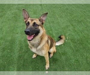 German Shepherd Dog-Unknown Mix Dogs for adoption in Corona, CA, USA