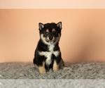 Small Photo #5 Shiba Inu Puppy For Sale in MILLERSBURG, IN, USA
