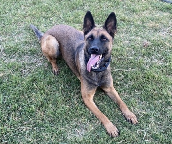 Medium Photo #1 Belgian Malinois Puppy For Sale in CROWLEY, TX, USA