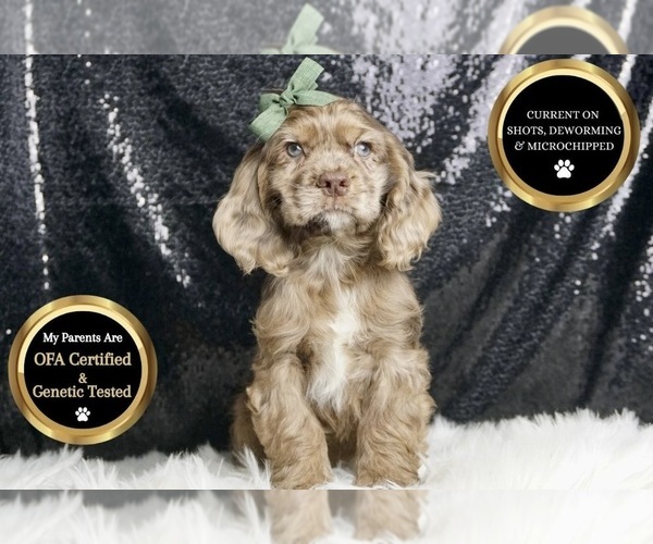 Medium Photo #8 Cocker Spaniel Puppy For Sale in WARSAW, IN, USA
