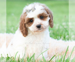 Puppy Arlo Cavapoo (Miniature)