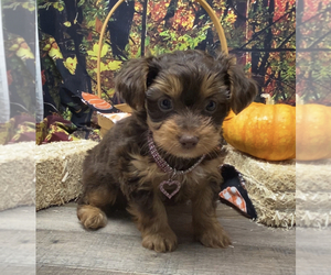 Poodle (Toy)-Yorkshire Terrier Mix Puppy for sale in SELLERSBURG, IN, USA