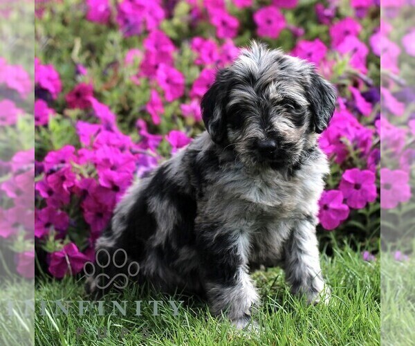 Medium Photo #1 Labradoodle mix (+ Poodle Standard) Puppy For Sale in RONKS, PA, USA