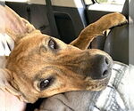 Small #3 Dutch Shepherd  Mix