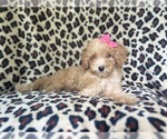 Small #4 Cavapoo