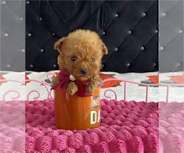 Medium Photo #9 Poodle (Toy) Puppy For Sale in TAMPA, FL, USA