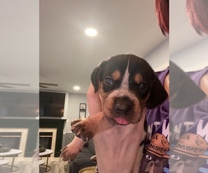 Bluetick Coonhound Puppy for sale in FOREST HILL, MD, USA