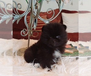 Pomeranian Puppy for sale in BEVERLY HILLS, CA, USA
