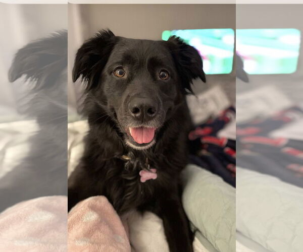 Medium Photo #2 Borador Puppy For Sale in Euless, TX, USA