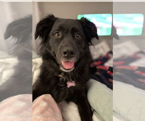 Courtesy: Mauer - Female Borador Dog for Adoption - Photo #2