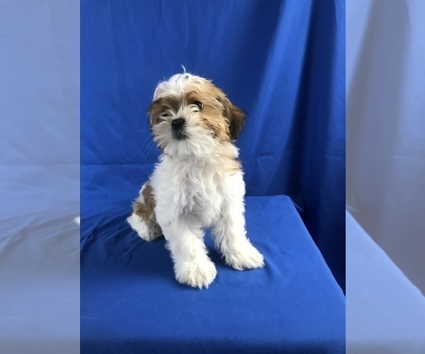 Medium Photo #3 Shih Tzu-Unknown Mix Puppy For Sale in TUCSON, AZ, USA