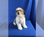 Small Photo #3 Shih Tzu-Unknown Mix Puppy For Sale in TUCSON, AZ, USA