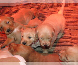 Golden Retriever Puppy for sale in LOYAL, WI, USA