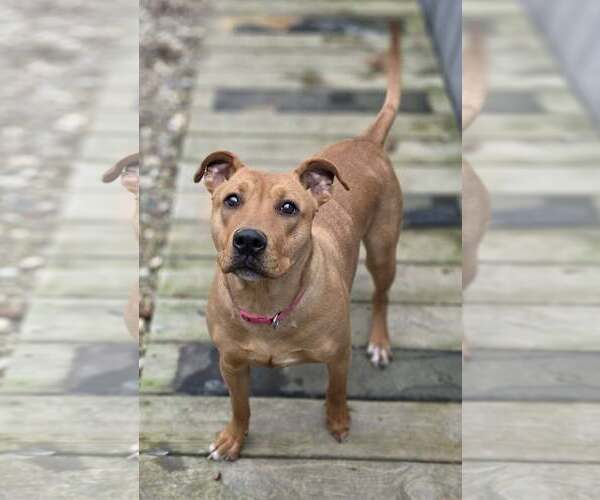 Medium Photo #1 Mutt Puppy For Sale in Woodsfield, OH, USA