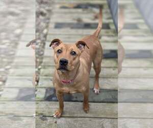 Mutt Dogs for adoption in Woodsfield, OH, USA