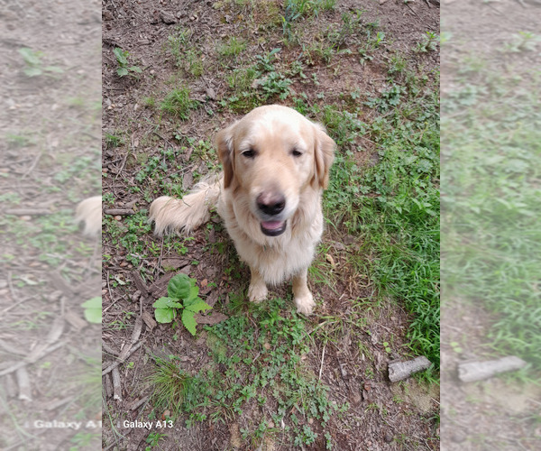 Medium Photo #1 English Cream Golden Retriever Puppy For Sale in DAWSONVILLE, GA, USA