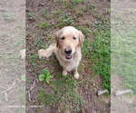 Small English Cream Golden Retriever