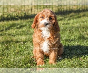 Cavapoo Puppy for Sale in DENVER, Pennsylvania USA