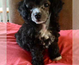 Poodle (Toy) Puppy for sale in DUDLEY, NC, USA