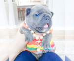 Small Photo #7 French Bulldog Puppy For Sale in MARYSVILLE, WA, USA