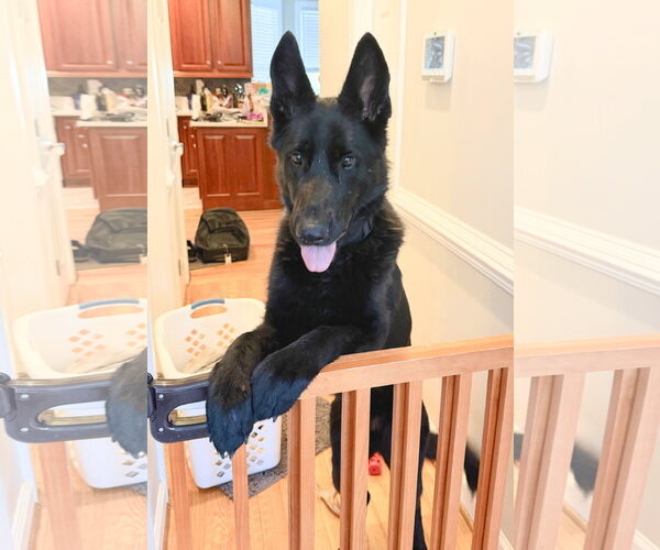 Medium Photo #2 German Shepherd Dog Puppy For Sale in Centreville, VA, USA