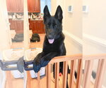 Small #1 German Shepherd Dog