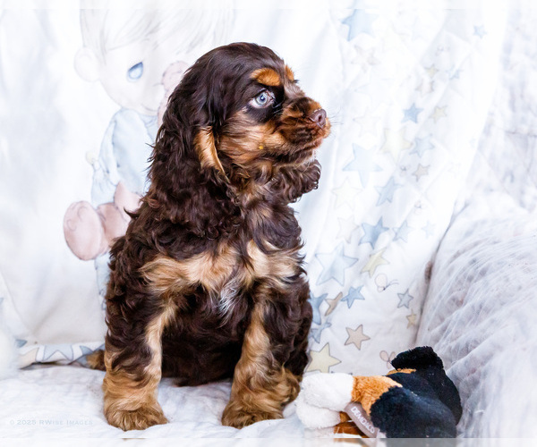 Medium Photo #5 Cocker Spaniel Puppy For Sale in WAKARUSA, IN, USA