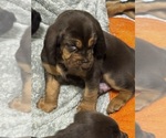 Small Photo #9 Bloodhound Puppy For Sale in CHICOPEE, MA, USA