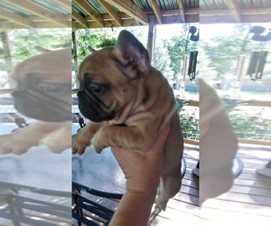 French Bulldog Puppy for sale in NEW WAVERLY, TX, USA