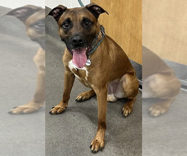 Medium Photo #1 Mutt Puppy For Sale in Forestville, MD, USA