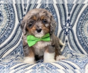 Medium Miniature Bernedoodle