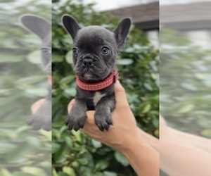 French Bulldog Puppy for sale in METUCHEN, NJ, USA