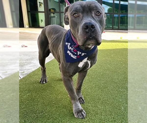 Medium Photo #2 American Bulldog-Unknown Mix Puppy For Sale in Fort Lauderdale, FL, USA