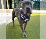 Small #1 American Bulldog Mix
