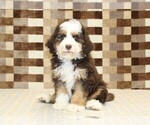 Small #2 Bernedoodle (Miniature)